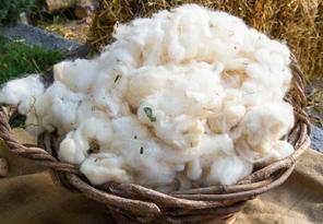 Laine de mouton : isolant en laine animale Laine de mouton : isolant en laine animale