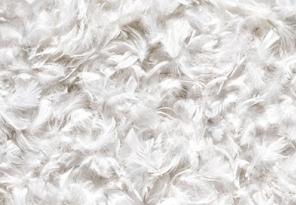 Plume de canard : isolant en laine animale