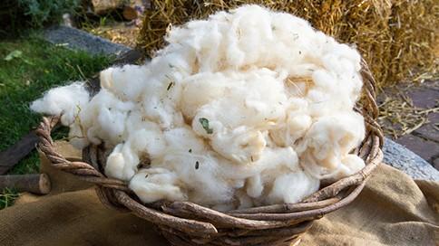 Laine de mouton : isolant en laine animale