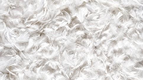 Plume de canard : isolant en laine animale