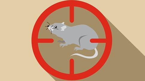 Grillage anti-intrusion contre les rongeurs